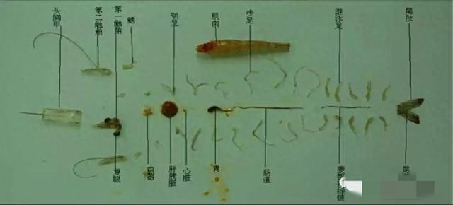 怎么养殖对虾对虾怎么养（技术分享南美白对虾高效养殖技术）