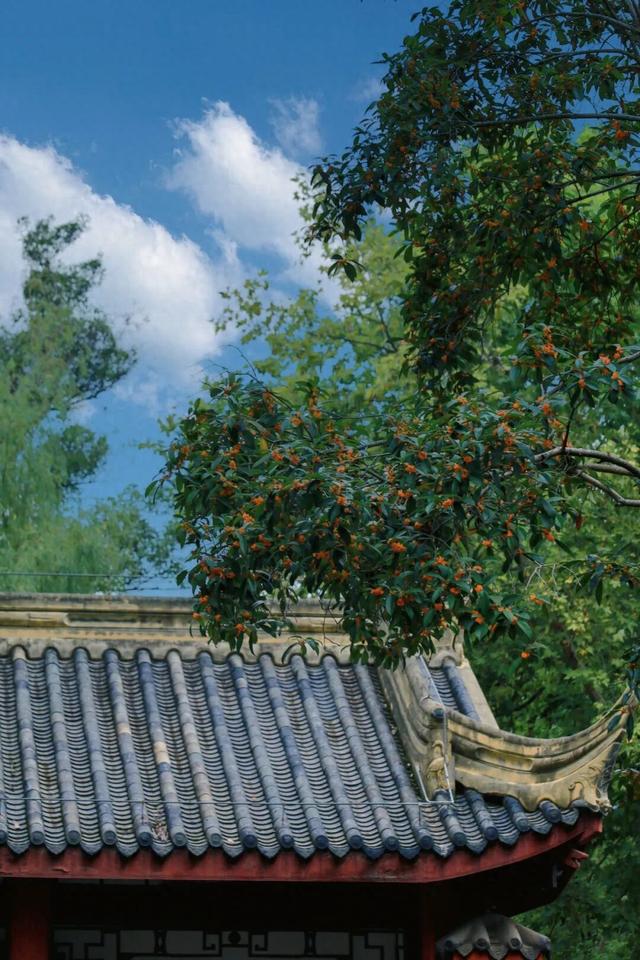 包出片的~城厢古城桂花打卡计划，走起→