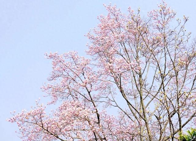 赴一场春日之约！浙江这些赏花地等你来