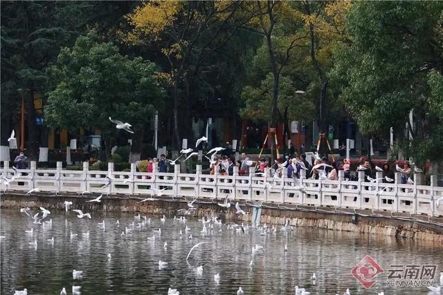 @曲靖人 红嘴鸥来了！观鸥线路请查收→