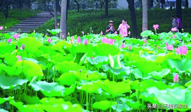 荷花亭亭迎客来