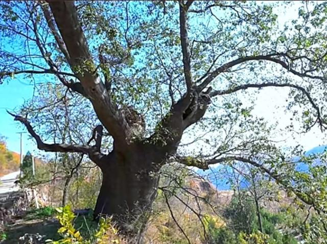 汝阳的一张绿色名片杨树岭古皂荚树