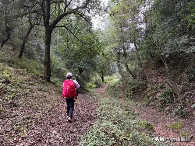 徒步武定香水箐,赏野草香飘、听溪流淙淙,徜徉绿水青山中,惬意