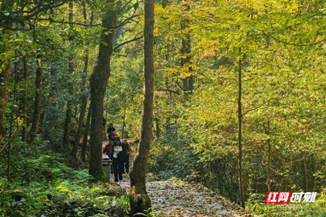 张家界国家森林公园：雨后初晴 捡拾秋之余韵