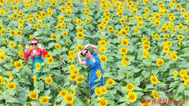中方县：向日葵花海引客来