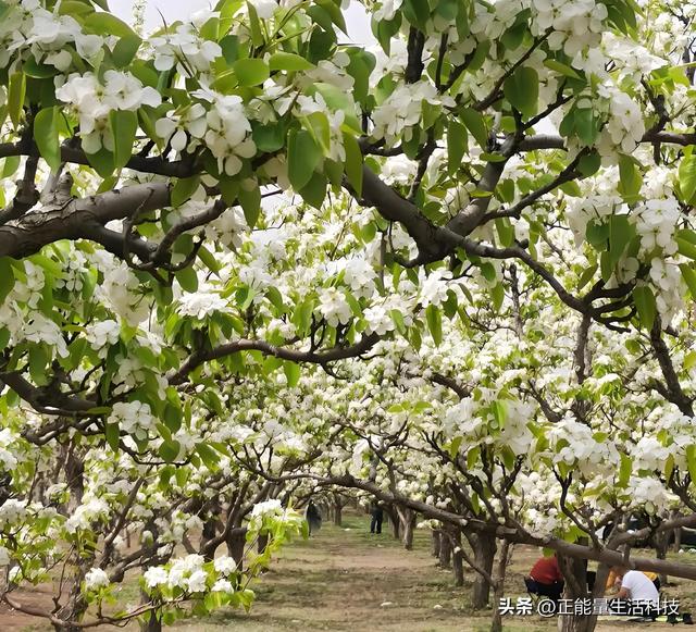 万亩梨花醉春风！3万亩梨园盛放迎客，第十一届梨花节浪漫启幕！