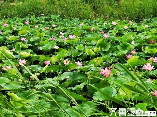 壹点号·秀山东｜黄河公园夏韵悠悠荷满塘