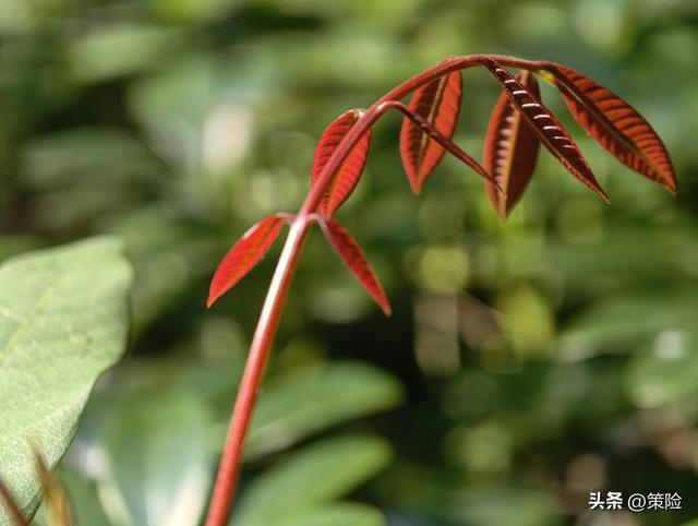 莲花山公园的冬季