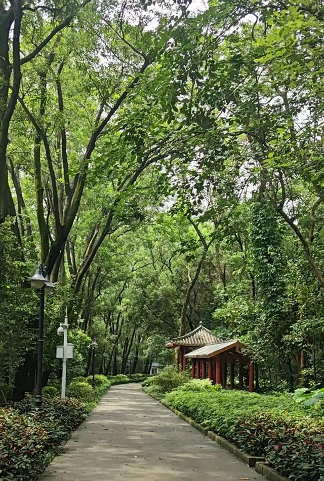 大暴雨之后的深圳罗湖笋岗,这里都快建成深圳新的CBD了!