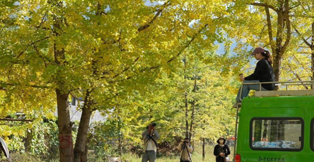 腾冲：满眼银杏金 旅居人气旺