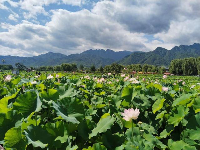西安市长安区清水头村：夏日荷花“链”动农旅新经济