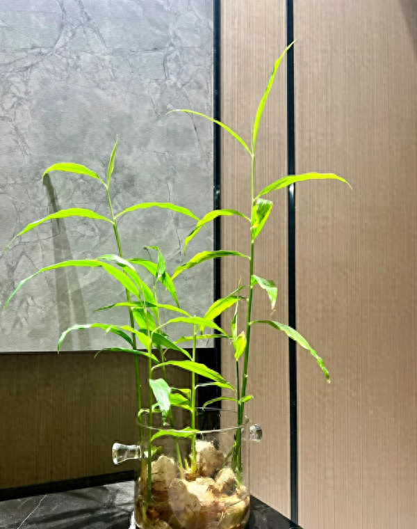 北京一姑娘“把生姜当绿植”养在客厅走红，网友：好美，好高级