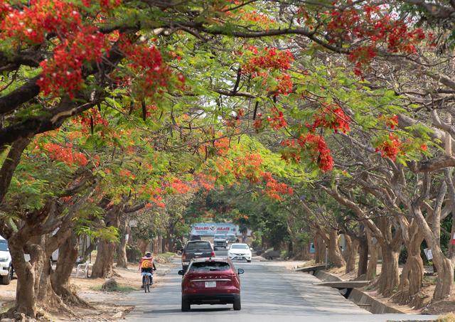 一周看天下丨卢萨卡：鲜花盛开