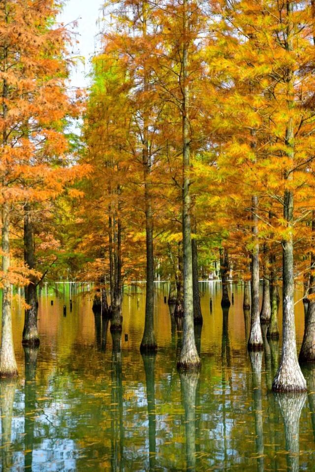 红了红了！成都的水杉迎来最美的季节！