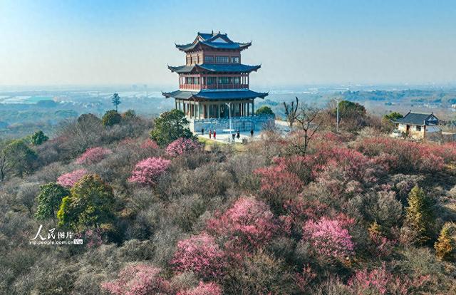 江苏南京：梅花绽放迎客来