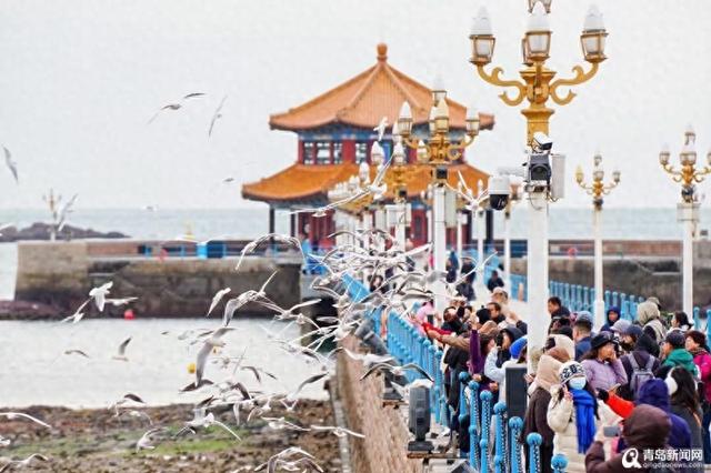31年鸥声相伴！青岛绘就人与自然和谐新图景