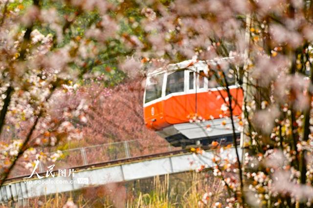 重庆：开往春天的列车