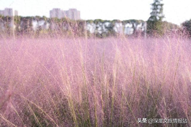 太粉了！太美了！苏州秋日的限定浪漫，是这片“粉色云雾”给的~