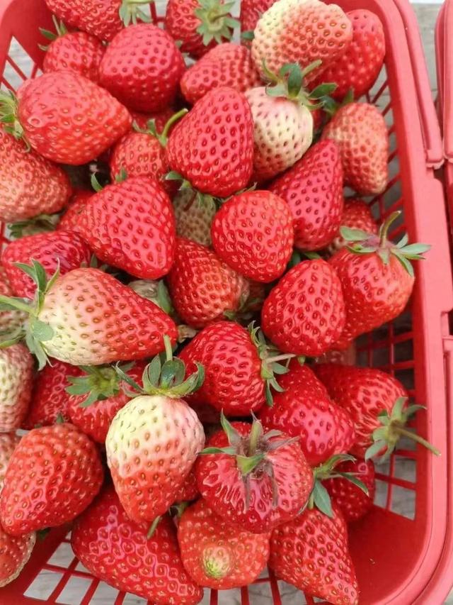 放春假啦，桐梓春日玩法上新，等你去解锁