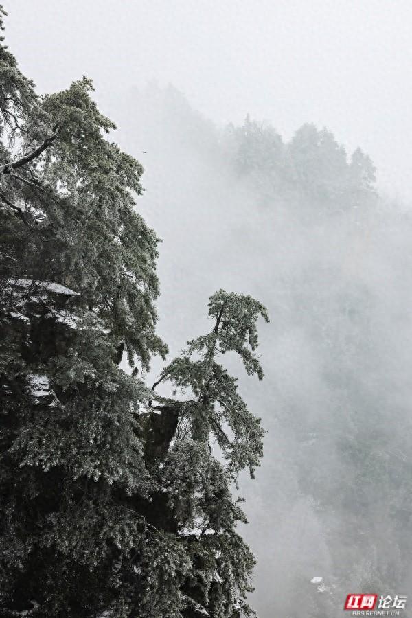 【每日一图@湖南】张家界冬日限定奇观！峰林裹银装，雾凇美出圈