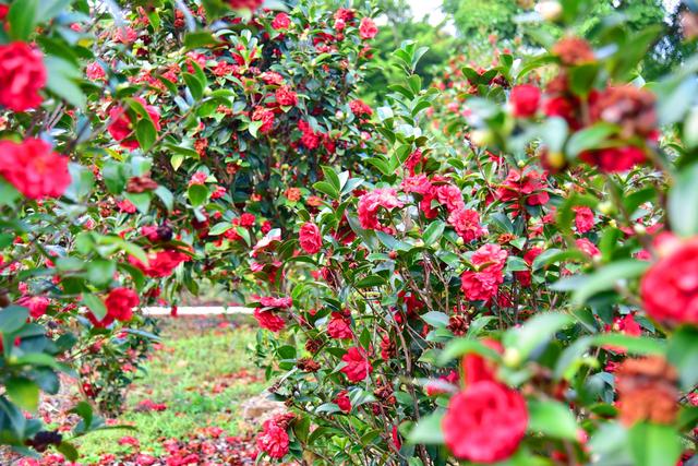 落花成茶韵！佛山卡玛缤纷花世界解锁沉浸式养生体验，干茶花变身冬日新宠