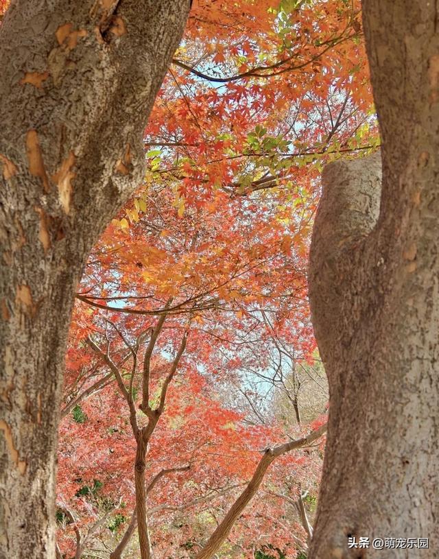 武汉青山公园秋日游，银杏枫树色彩盛宴，独享秋天精彩