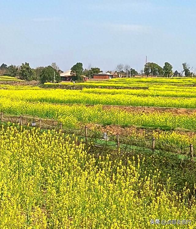 成都最美的古风油菜花田，坐在花田中免费看大飞机，公交车直达！