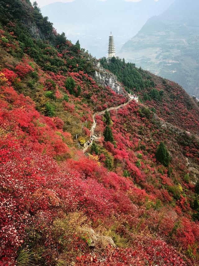 观察｜从“看天吃饭”到“层林尽染” 巫山红叶“长红”的科技密码