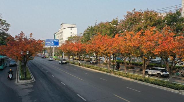 秋叶入画染长街！漯河城区盛景尽显生态向好，园林养护中心精细防治