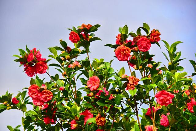 不去云南也能赏茶花，三水3万株“国色天香”盛放