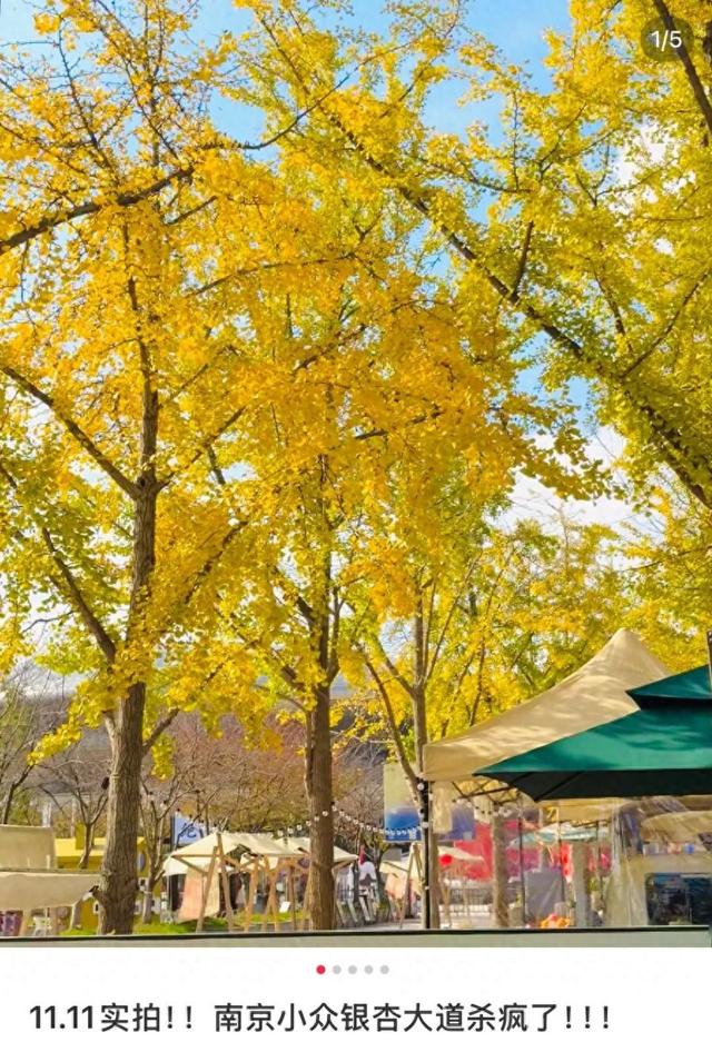 南京开始“下雪”了！