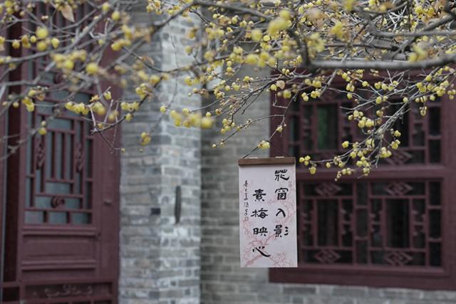 江苏淮安：“一品梅”香溢满园 百年风骨照初心