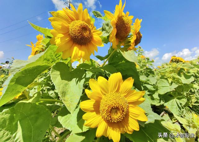 来松花江畔 观赏美丽的向日葵花海