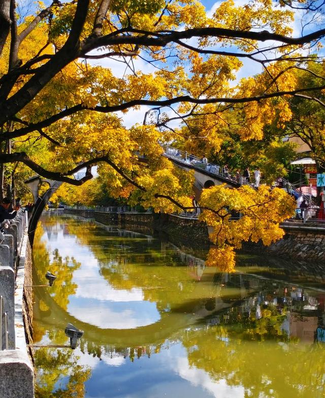 昆明市区最美拍摄地！大观路拱桥滇朴，把浪漫拍成电影帧