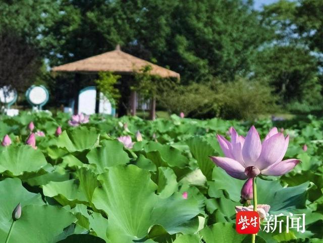 “金”夏盛荷 ——走进金湖荷花荡