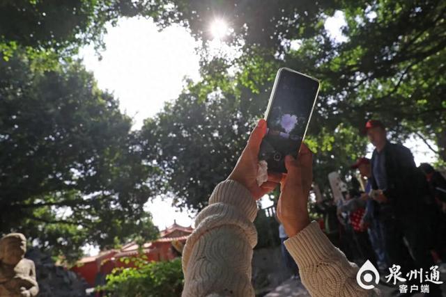 泉州这些“爱心树”，你打卡了吗？