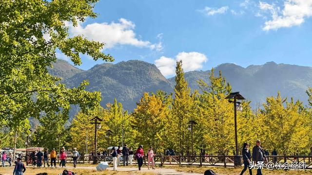 千年银杏染醉腾冲秋——走进“中国银杏第一村”