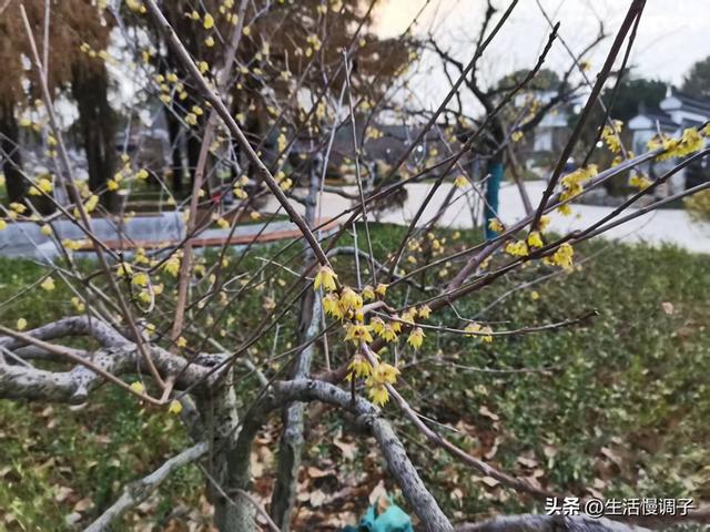 武汉十二月——一月一帧藏走过2025的四季光影