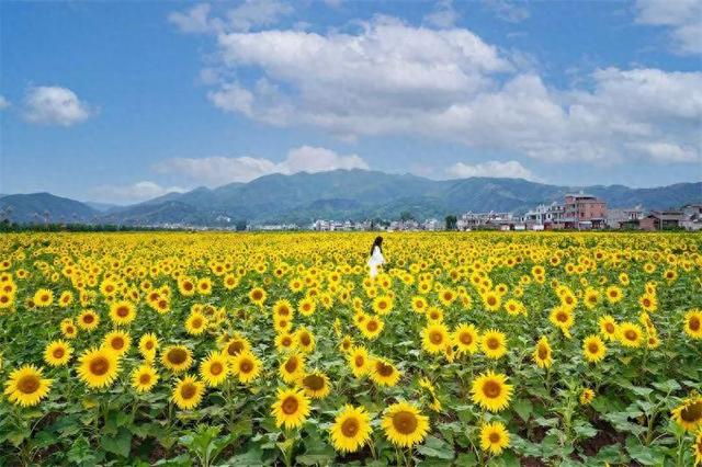 秋游新体验上线！楚雄这些乡村藏着别样惊喜