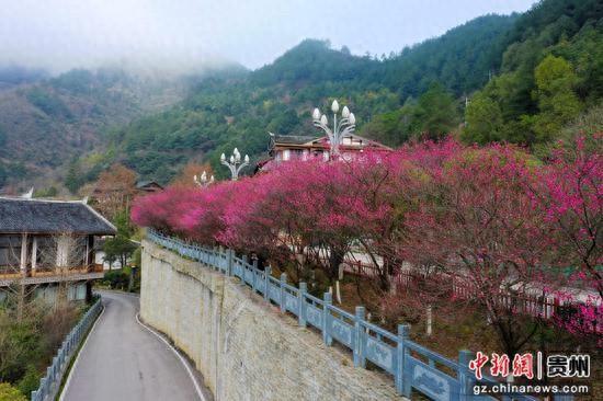 贵州剑河寒梅开