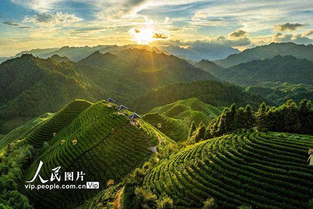 广西金秀：高山茶园晨景美