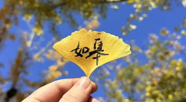 快来如皋打卡，错过就要等一年了🤩🤩🤩