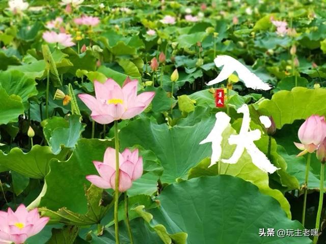 疆藏云贵行69，入伏