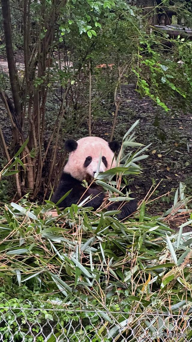 成都不愧是熊猫基地！大熊猫真的太可爱了