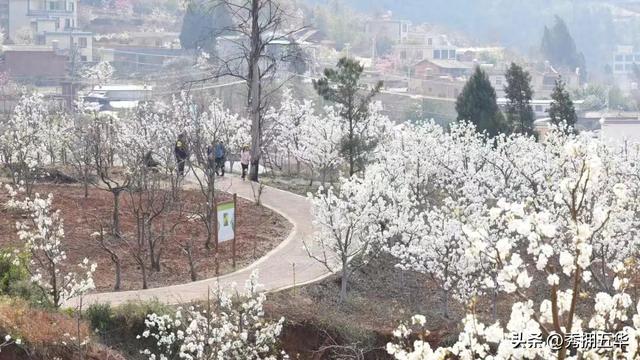 梨花漫野赴春约｜2026年五华区梨花节，西翥诗意田园、文化体验、美食康养3条慢游线路快来一键收藏吧！