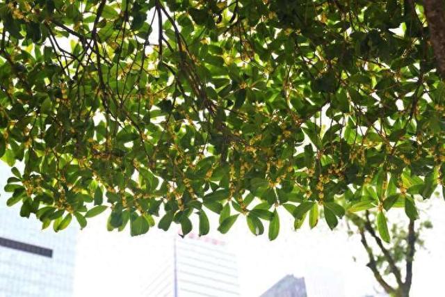 重庆江北：桂花街上桂花香 品秋赏花正当时