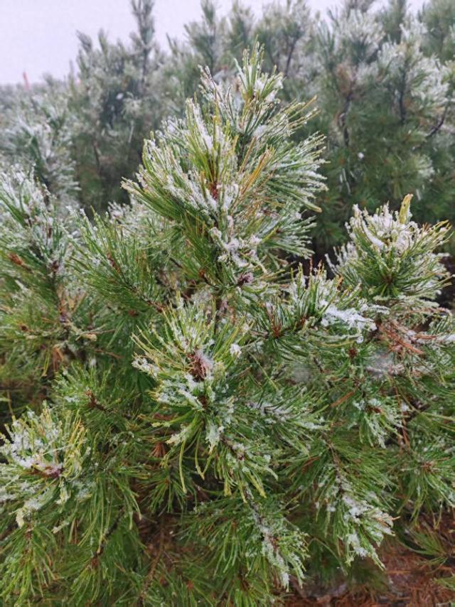 大兴安岭呼中区迎来今秋首场降雪