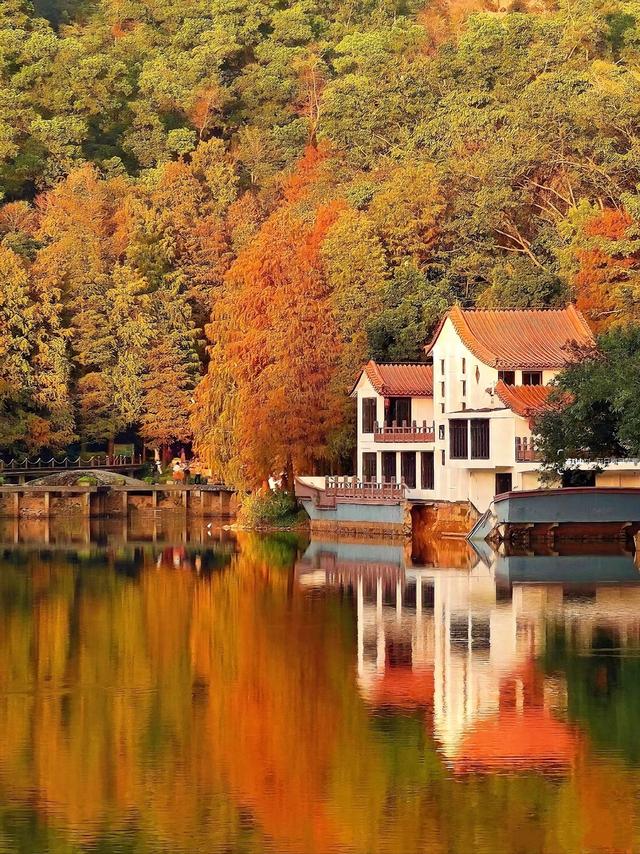 深圳这九个有落羽杉的地方，秋色美如画，接下来一天比一天美