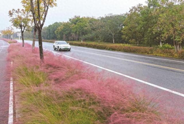 巢湖粉黛乱子草迎来盛开期