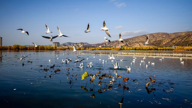 定西湖・初冬：柳黄映水 候鸟翩跹